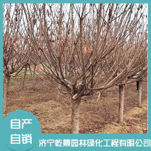 日本晚櫻