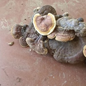 野生靈芝 散裝干靈芝 整枝靈芝批發