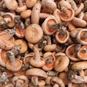 松樹菌批發 供應松樹菌干貨 松毛菌廠家