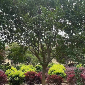 紅火球紫薇 庭院小區(qū)種植觀賞道路隔離帶綠化 工程苗