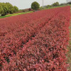 紅葉石楠苗圃 江蘇紅葉石楠小苗 南京浦口區仁龍苗圃場