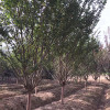 江蘇紅葉紫薇小苗 園林景區造景樹廠家 工礦區綠化樹種訂購