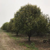 江蘇桂花樹苗 高桿桂花廠家 南京浦口區仁龍苗圃場