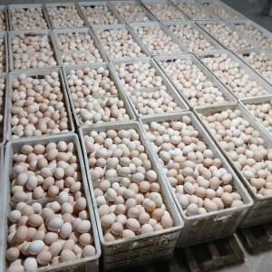 谷物飼養新鮮生雞蛋 農家散養土雞蛋