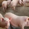 河北小豬苗批發 仔豬出售 三元白豬銷售