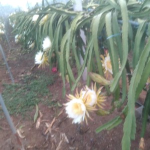 紅心火龍果 基地直發 新鮮火龍果批發