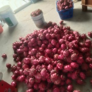 火龍果種植基地 白心火龍果批發(fā)