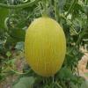 甜瓜原生態種植批發  新鮮甜美甜瓜廠家直銷 東臺市綠灃源農業