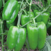 農家自種青椒批發 辣椒綠尖椒廠家直銷 新鮮青辣椒蔬菜銷售 東臺市綠灃源農業