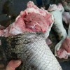 廣東新鮮鱷魚肉價格 肇慶鱷魚養殖場哪家好 哪里有人工養殖鱷魚基地直銷
