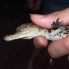 一條鱷魚苗多少錢基地直銷   同慶鱷魚養殖中心電話   鱷魚苗一般多少錢一只