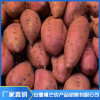 安徽西瓜紅紅薯 阜陽芝麻醬批發價 安徽楓芒農產品銷售有限公司 