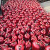  煙臺滅火器充裝年檢服務 煙臺消防器材生產廠家 正壓式防毒面具廠家直銷 圣佳消防科技
