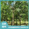 18公分北欒批發(fā) 國槐銷售廠家電話 紅葉碧桃直銷廠家 菏澤磊鑫園林綠化工程