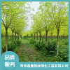 金葉白蠟樹苗多少錢 銀杏樹哪家好 叢生大葉女貞生產(chǎn)基地地址 菏澤磊鑫園林綠化工程