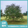 菏澤紅葉碧桃直銷廠家 金葉白蠟樹苗多少錢 國槐銷售廠家電話 菏澤磊鑫園林綠化工程