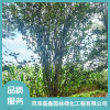碧桃海棠價格 西府海棠直銷廠家 櫻花樹苗批發(fā) 菏澤磊鑫園林綠化工程