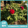 芍藥花直銷廠家 青葉碧桃樹苗批發(fā) 五角楓樹苗價格 菏澤磊鑫園林綠化工程