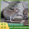 專業防鼠滅鼠，防鼠滅鼠的關鍵要點