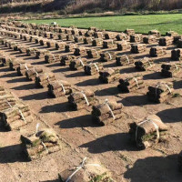 基地直發馬尼拉果嶺草四季青