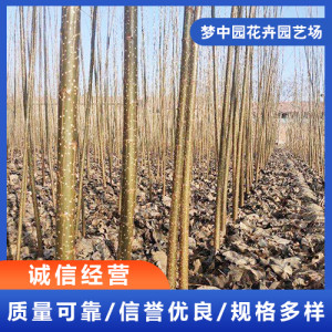 楊樹苗批發(fā)