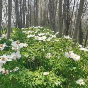 牡丹林下種植