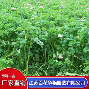 紫云英種子