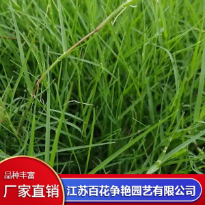 草坪種子