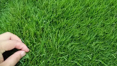 绿化草坪种子分哪些品种？