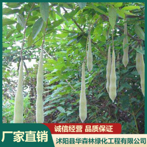 皂角
