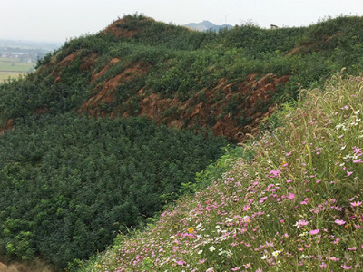 矿山生态恢复的技术方法