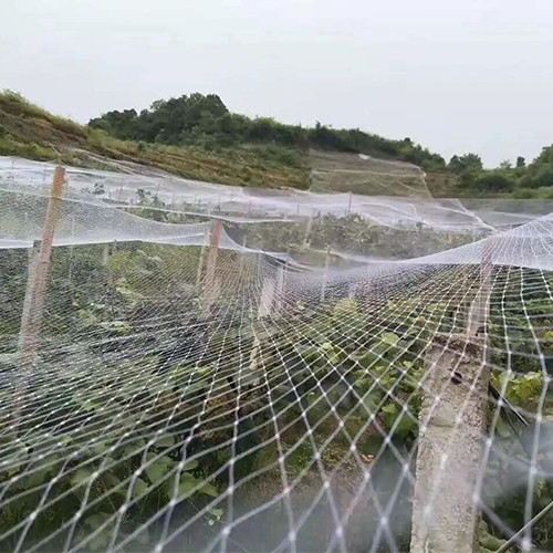 防鸟网搭建图片