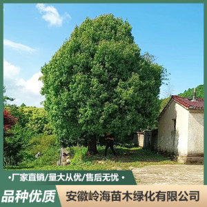 香樟樹 移栽易成活 觀賞性強(qiáng) 四季常青