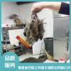 專業滅鼠---福建省百獵王有害生物防治有限公司