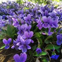 紫花地丁种子 庭院观赏花卉 绿化工程草花籽