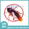 殺蟑螂公司怎樣滅蟑螂？