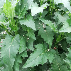 串葉松香草種子工程 四季牧草串葉松香草種子