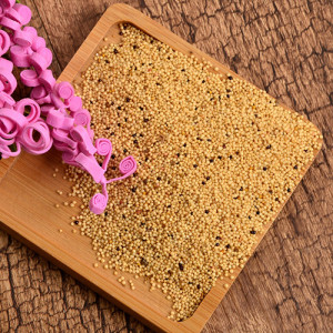 牧草種子 美國(guó)籽粒莧種子 牛羊草飼料