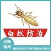 又到白蟻高發期 防治滅殺需專業