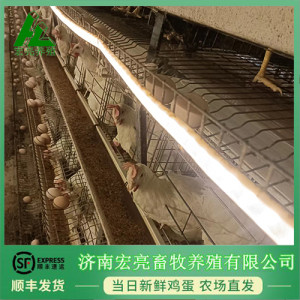 養殖場加盟 富硒鮮雞蛋 無菌蛋 疫苗用種蛋加盟