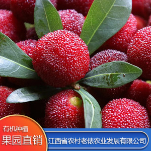 楊梅 應(yīng)季現(xiàn)摘冰鎮(zhèn)楊梅 孕婦水果酸甜可口 產(chǎn)地直供