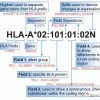 HLA分型檢測  蘇州核型檢測機構