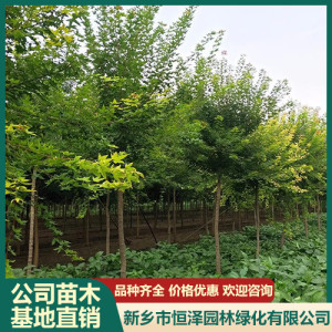 五角楓 喜陽稍耐陰 喜溫涼濕潤氣候 耐寒性強(qiáng) 易成活
