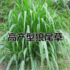 江蘇雜交狼尾草牧草種子   雜交狼尾草草坪種子