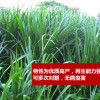 江蘇牧草種子廠家批發  多年生四季雜交狼尾草種