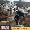 杜寒改良羊  杜寒雜交羊  杜寒改良羊養殖場