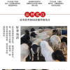 黑頭杜波羊  成年改良黑頭杜波羊  黑頭杜泊羊養殖場