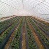 江西蔬菜大棚 農用高溫蔬菜大棚廠家