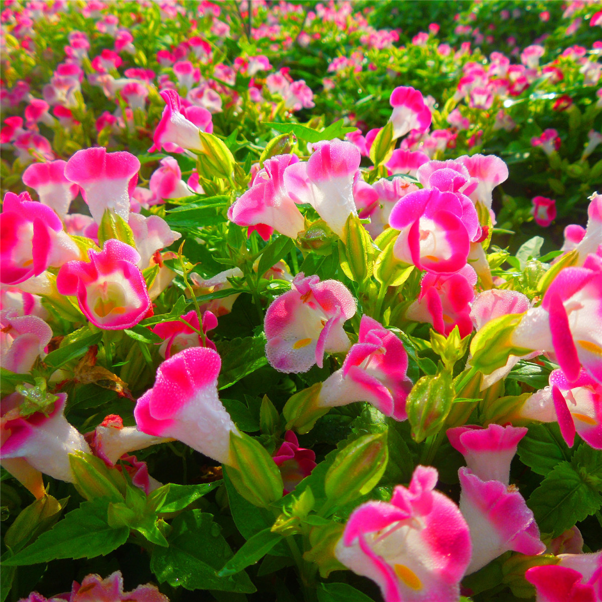 夏堇种子盆栽花卉 夏季耐热草花花海优选品种价格