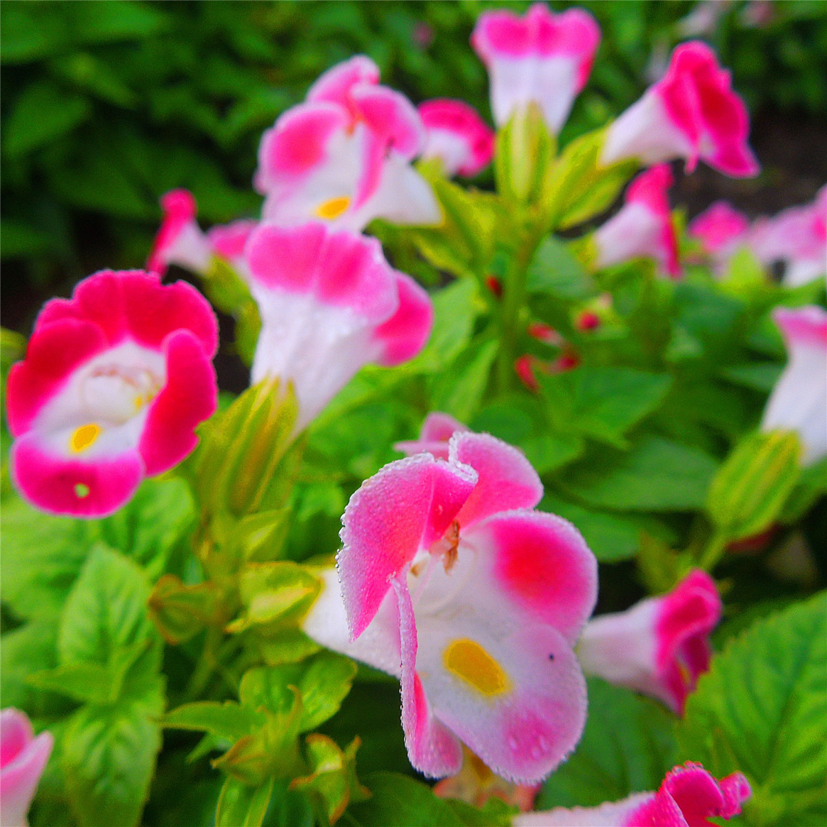 夏堇种子盆栽花卉 夏季耐热草花花海优选品种价格